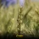 Bayraktar buğday: Nasıl yetiştirilir ve özellikleri nelerdir?