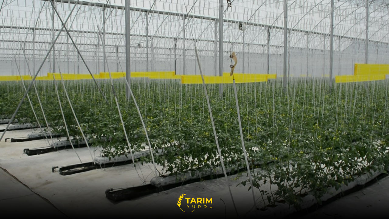 Topraksız tarım nasıl yapılır? Topraksız tarım teknikleri