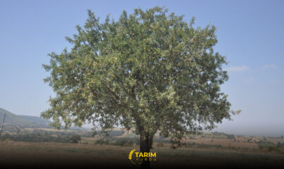 Ahlat ağacı özellikleri ve bakımı